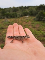 Pachydactylus maculatus