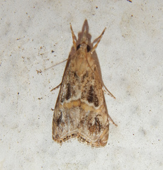 Euchromius cambridgei