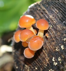 Flammulina velutipes