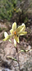 Thelymitra villosa
