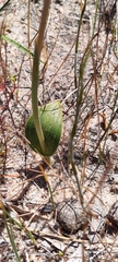 Thelymitra villosa