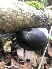 Daldinia concentrica