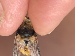 Cephenemyia stimulator
