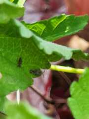 Teleonemia scrupulosa