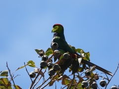 Purpureicephalus spurius