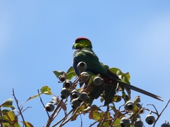 Purpureicephalus spurius