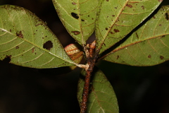 Niemeyera prunifera