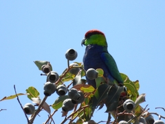 Purpureicephalus spurius