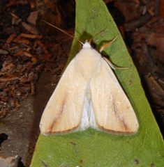 Pardoxia graellsii
