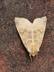 Xanthia ocellaris