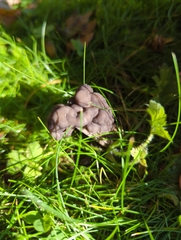 Helvella lacunosa