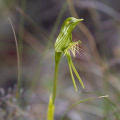 Pterostylis unicornis