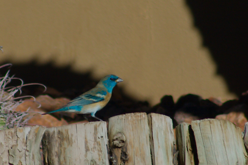Lazuli Bunting