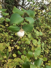 Symphoricarpos