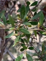 Leptospermum trinervium