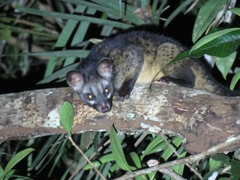 Paradoxurus musangus
