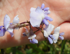 Glycine