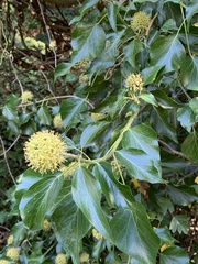 Hedera colchica