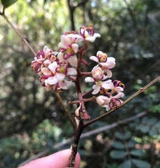 Zanthoxylum brachyacanthum