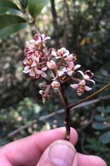 Zanthoxylum brachyacanthum