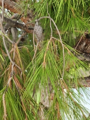 Pinus halepensis