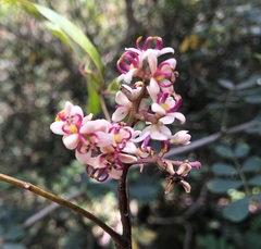 Zanthoxylum brachyacanthum