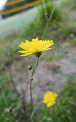 Scorzoneroides autumnalis