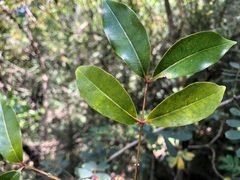 Zanthoxylum brachyacanthum
