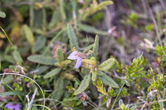 Thomasia petalocalyx