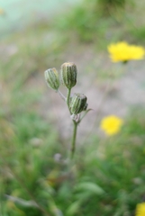 Scorzoneroides autumnalis