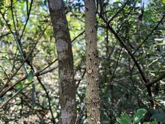 Zanthoxylum brachyacanthum
