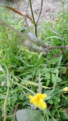 Scorzoneroides autumnalis