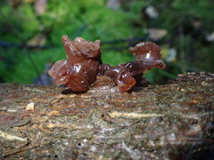 Phaeotremella foliacea