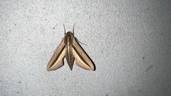 Theretra silhetensis