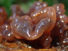 Phaeotremella foliacea