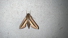 Theretra silhetensis