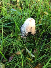 Coprinus