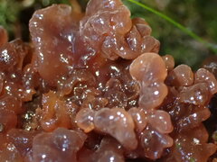 Phaeotremella foliacea