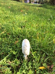 Coprinus