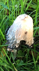 Coprinus