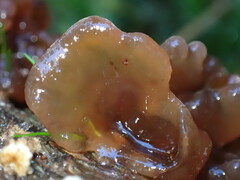 Phaeotremella foliacea