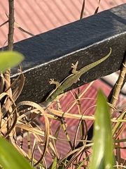 Phelsuma lineata elanthana