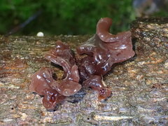 Phaeotremella foliacea