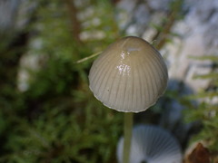 Mycena epipterygia