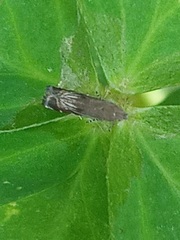 Anacampsis levipedella
