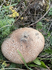 Agaricus sylvaticus