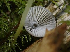 Mycena epipterygia