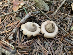 Geastrum
