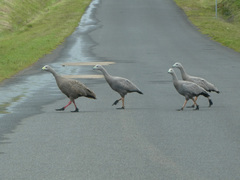 Cereopsis novaehollandiae