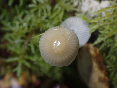 Mycena epipterygia